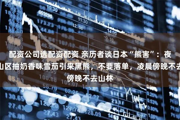配资公司选配资配资 亲历者谈日本“熊害”：夜晚在山区抽奶香味雪茄引来黑熊，不要落单，凌晨傍晚不去山林