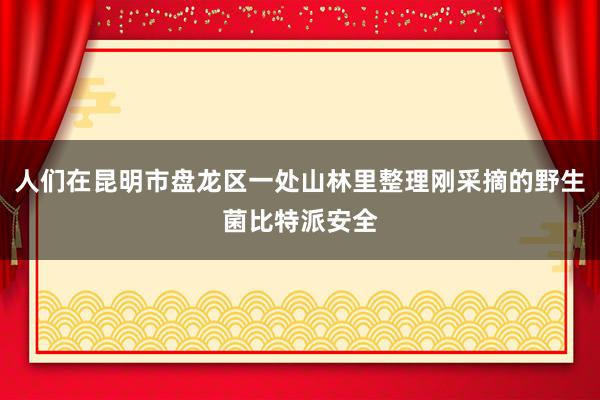 人们在昆明市盘龙区一处山林里整理刚采摘的野生菌比特派安全